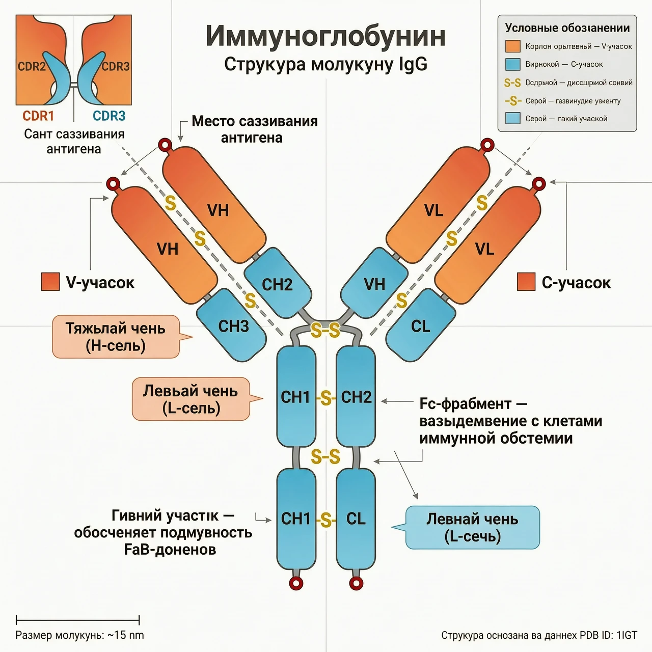 Схема белка, где V- и C-участки выделены контрастными цветами. Иммуноглобулин — работа пользователя Духовный Гном