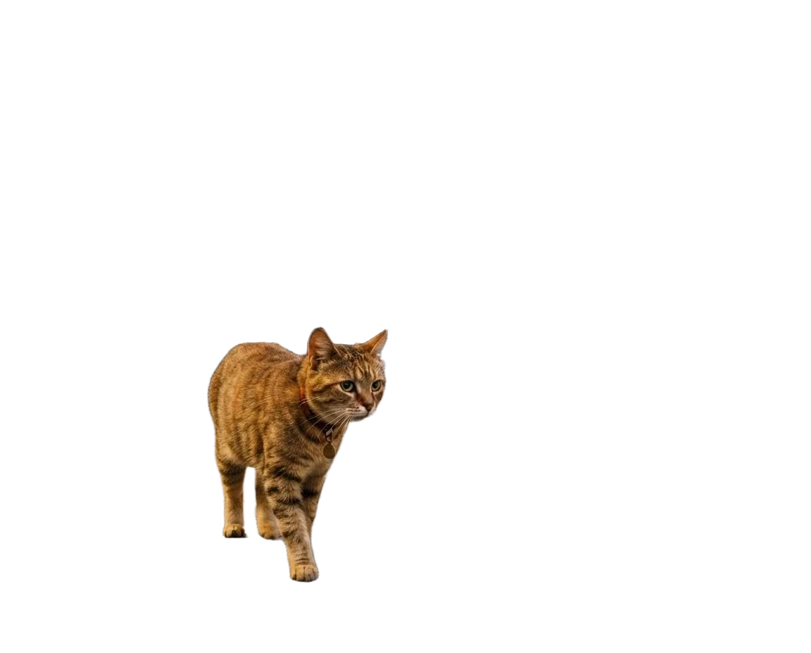 cat in the city — работа пользователя Эффектная Сфера